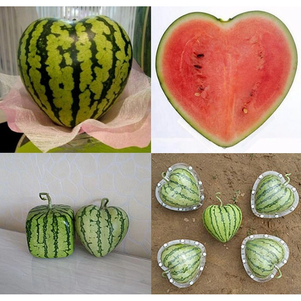 diy watermelon mold